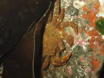 Helmet Crab