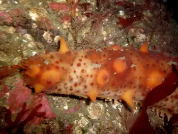 California Sea Cucumber