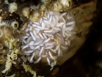 Eggs Nudibranch