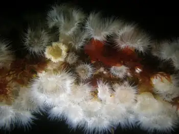 Short Plumose Anemones