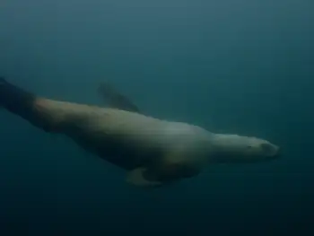 California Sea Lion