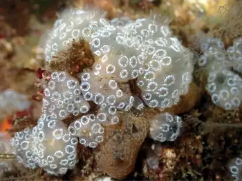 Coral
