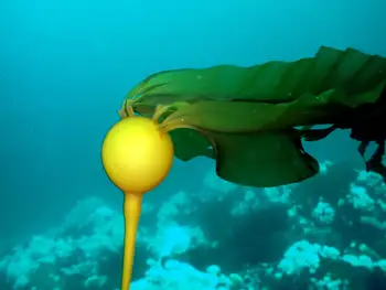 Bull Kelp