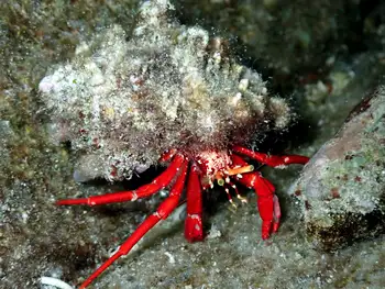 Red Reef Hermit Crab