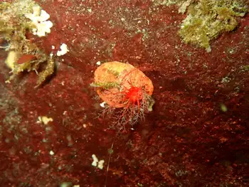 Red Creeping Pedal Sea Cucumber