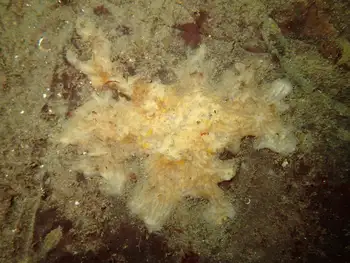 Sponge