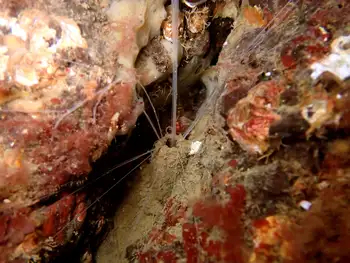 Curlyhead Spaghetti Worm