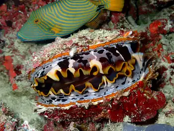 orange striped triggerfish