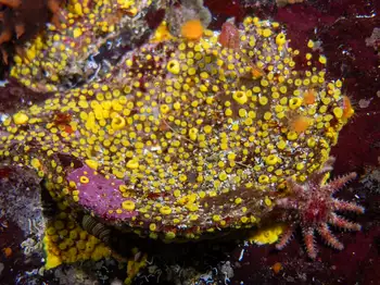 yellow boring sponge