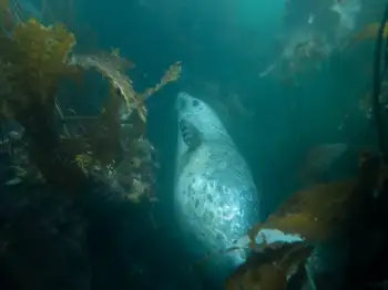 harbor seal