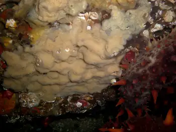 Sponge