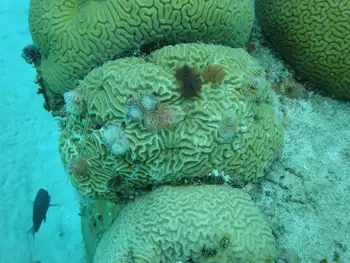 Brain Coral
