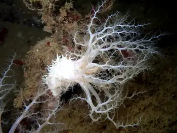 Pale Sea Cucumber