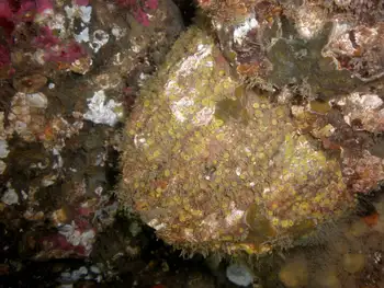 Yellow Boring Sponge