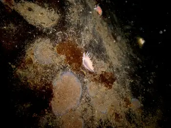 Red Gilled Nudibranchs