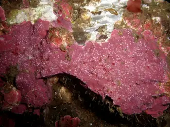 Encrusting Corraline Algae