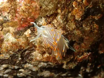 Horned Nudibranch