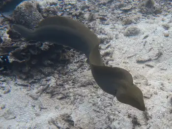 Green Moray Eel