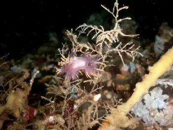 Multicolor Dendronotid