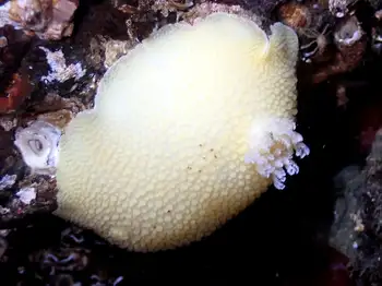 Noble Sea Lemon