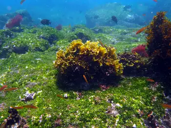Algae