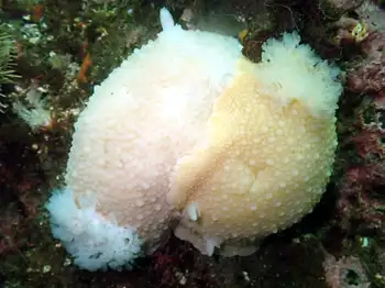 odhner's dorid