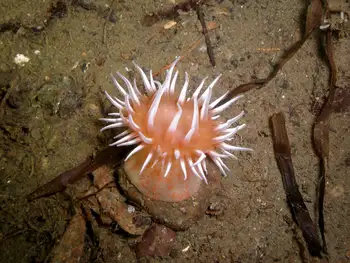Painted Anemone