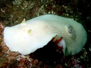 Noble Sea Lemon