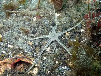 Gray Brittle Star