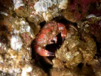 Pygmy Rock Crab