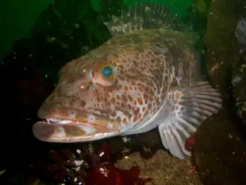 Lingcod