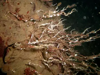 Prolific Three Section Tube Worm