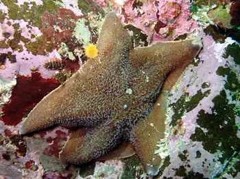 Bat Star