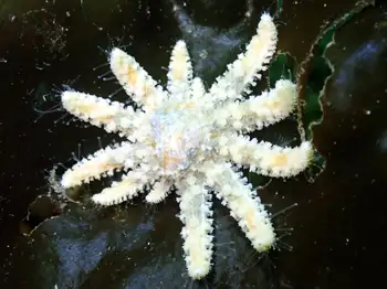 Sunflower Star