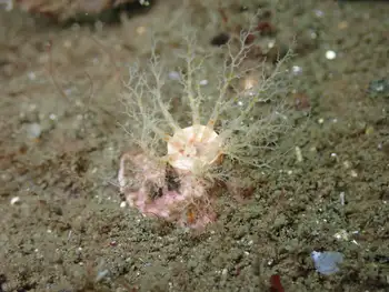white creeping pedal sea cucumber