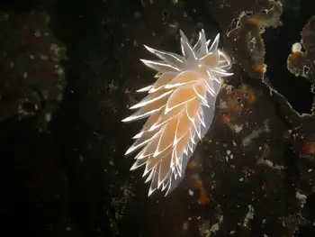 Alabaster Nudibranch