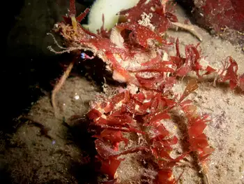 Graceful Decorator Crab