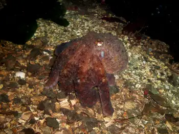 Giant Pacific Octopus