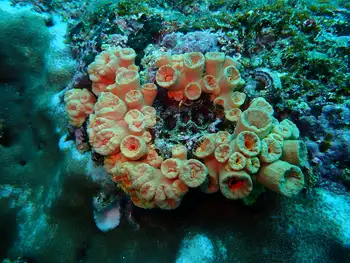Tubastraea coccinea Coral