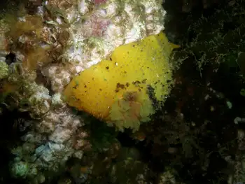 Monterey Sea Lemon