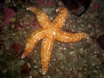Ochre Star