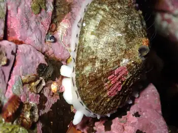 Rough Keyhole Limpet