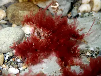 graceful decorator crab