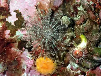 parasol feather duster worm
