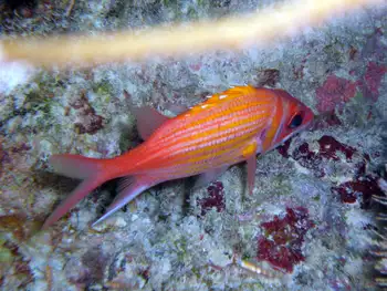 Longspine Squirrelfish