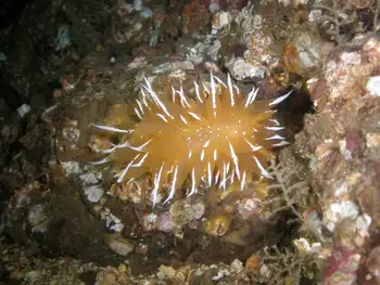 Golden Dirona Nudibranch
