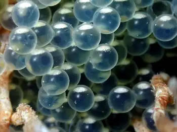 eggs whitespotted greenling