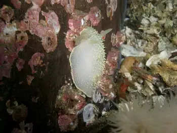 Yellow Margin Dorid