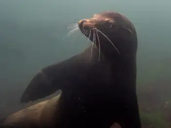 California Sea Lion