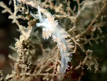 Red Gilled Nudibranch
